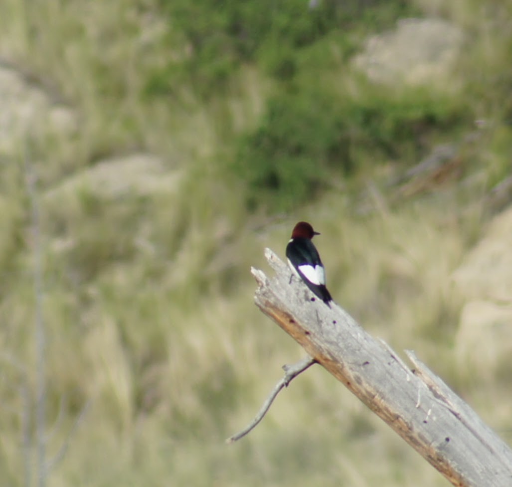 Red-headed Woodpecker - Bill Tweit