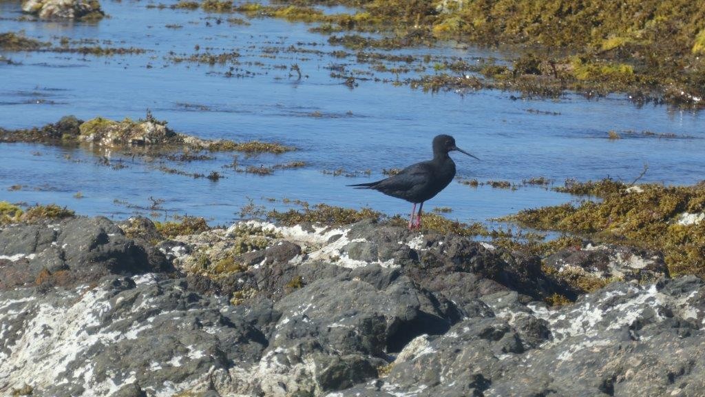 Black Stilt - Birds NZ Wellington Region Data