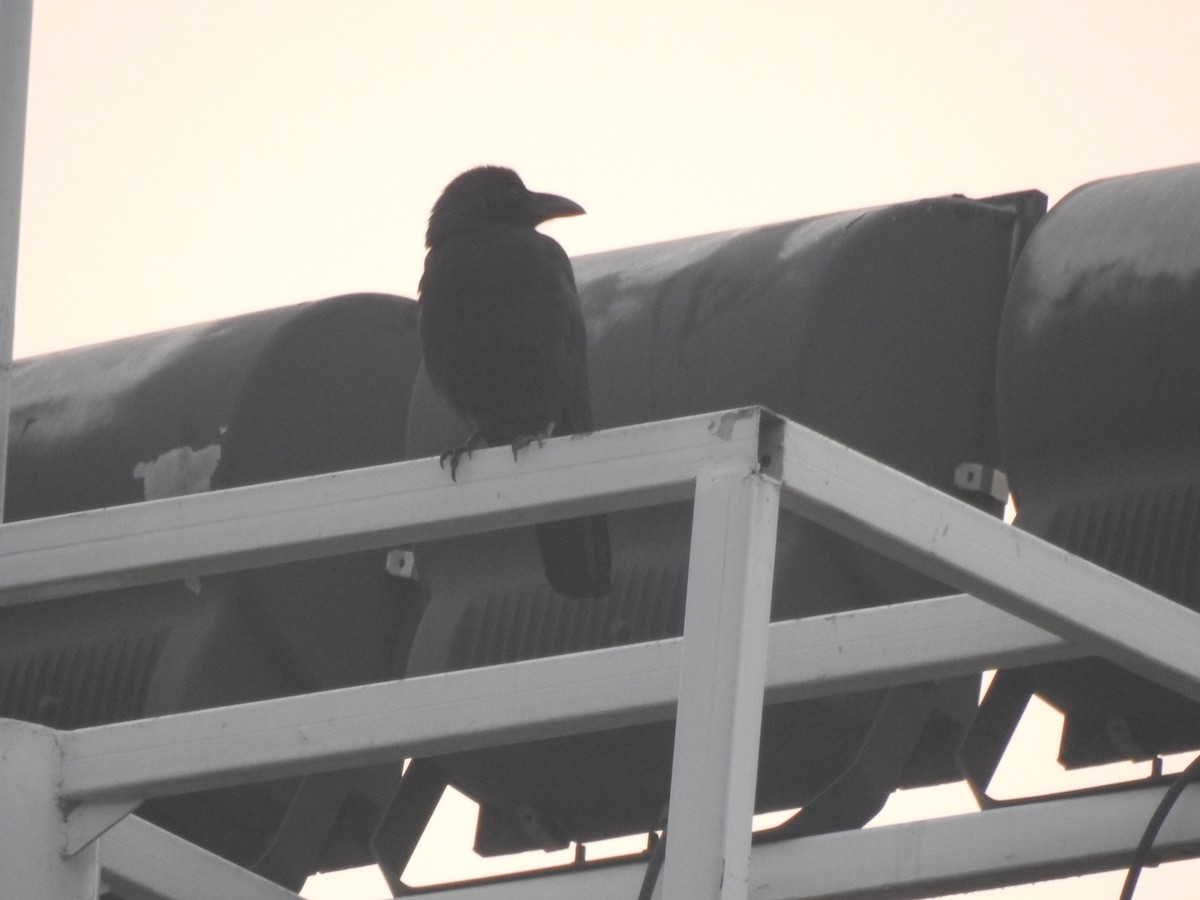 Large-billed Crow - Hesper Fang