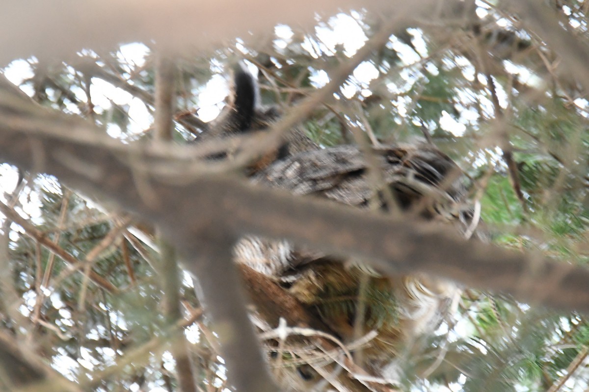 Great Horned Owl - ML81360401