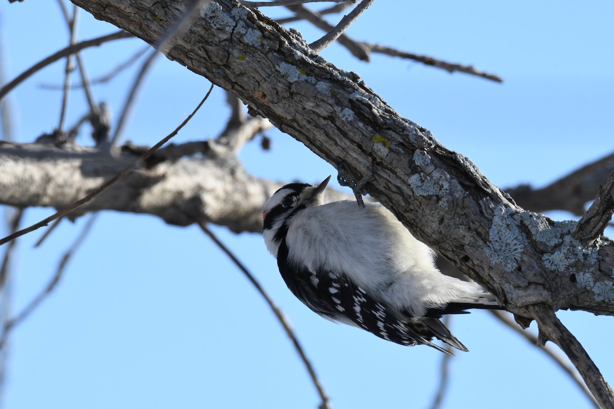 Downy Woodpecker (Eastern) - ML81360601