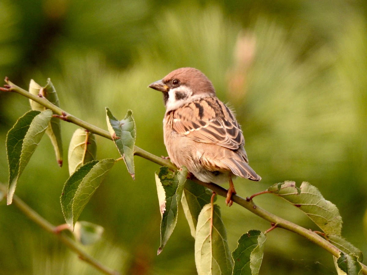 Eurasian Tree Sparrow - ML81360931