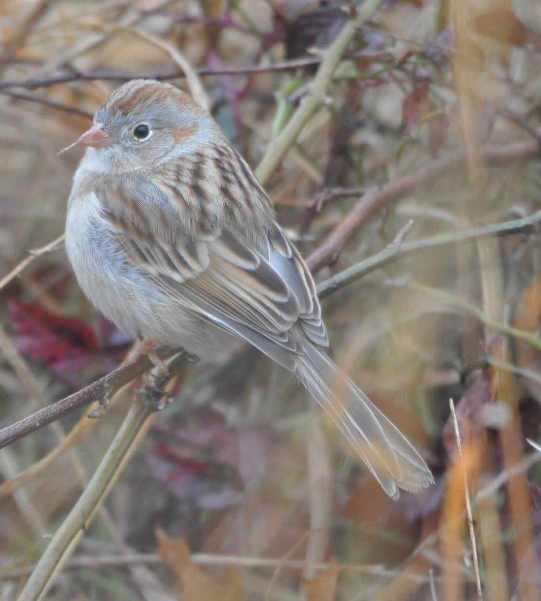 Field Sparrow - M.K. McManus-Muldrow