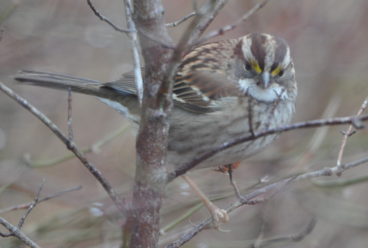 White-throated Sparrow - M.K. McManus-Muldrow