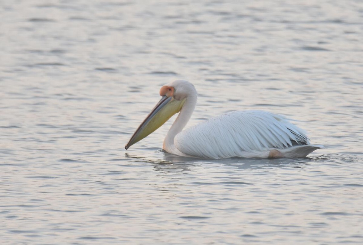 Great White Pelican - Karthikeyan Ponnambalamoorthy