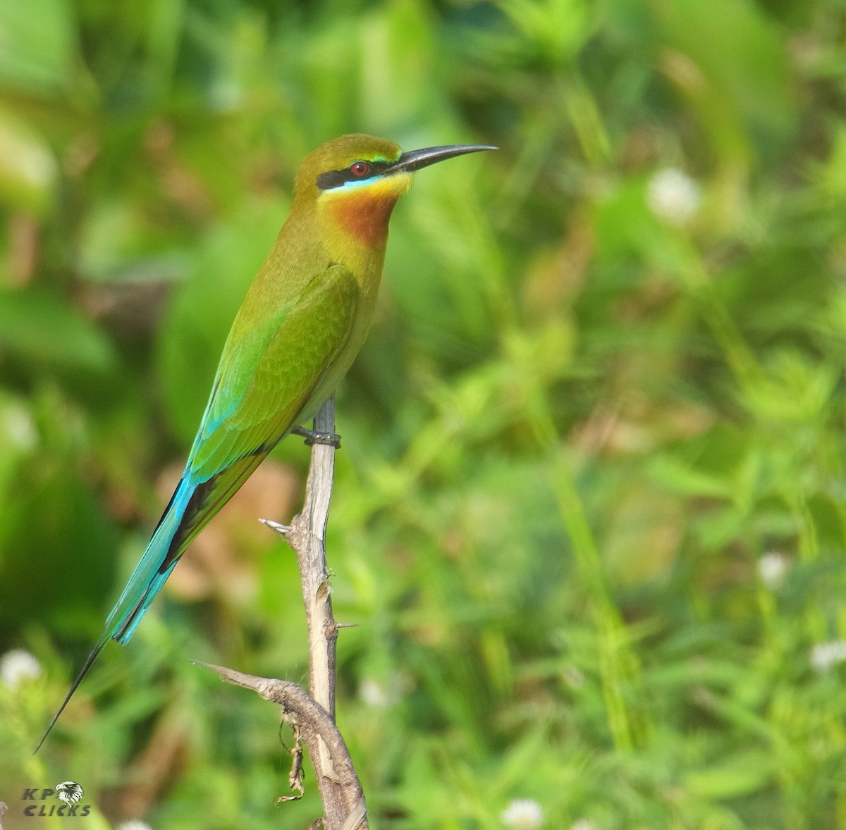 Blue-tailed Bee-eater - ML81368311