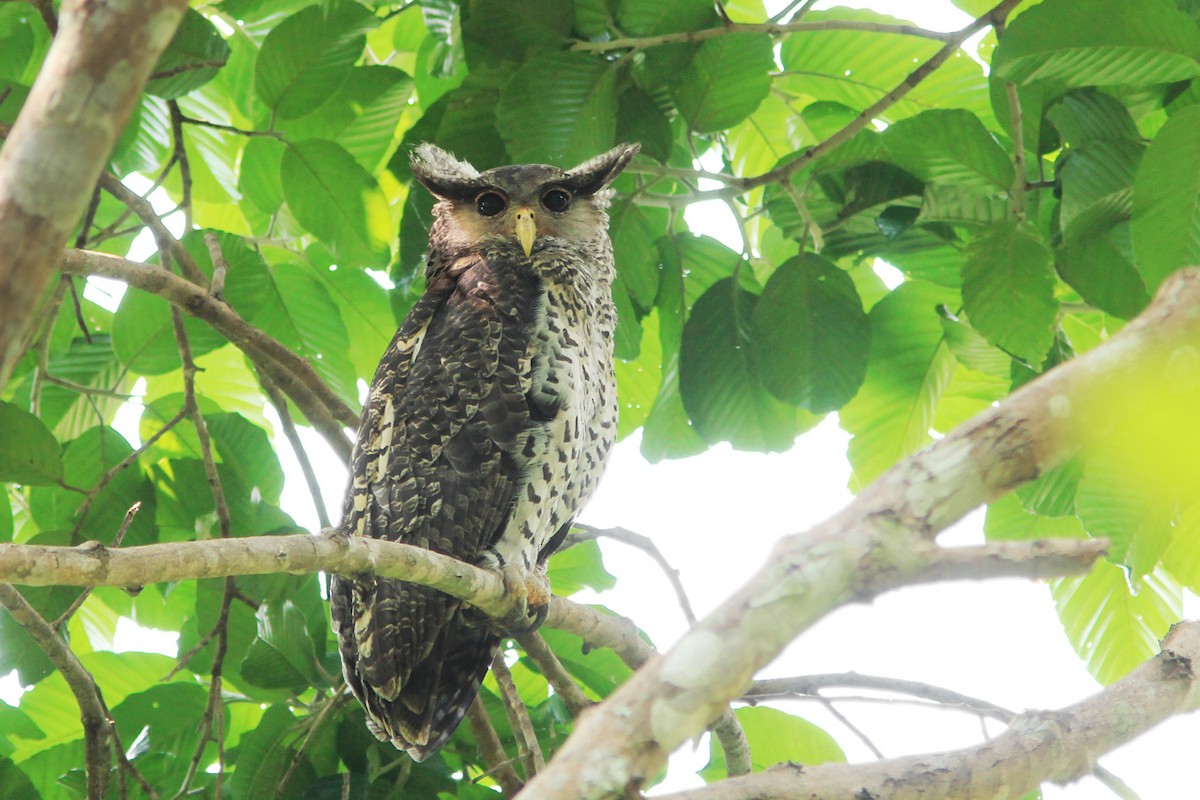 Spot-bellied Eagle-Owl - Ayuwat Jearwattanakanok