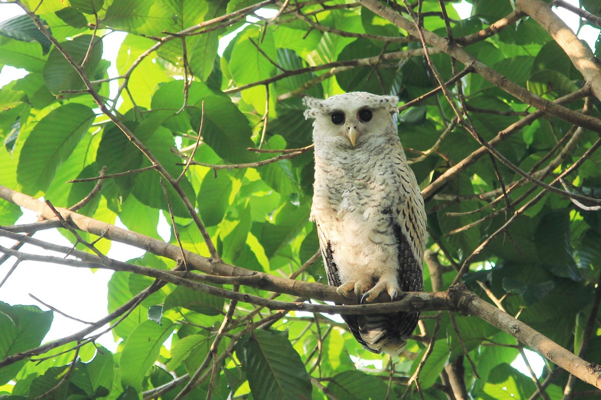 Spot-bellied Eagle-Owl - ML81372541