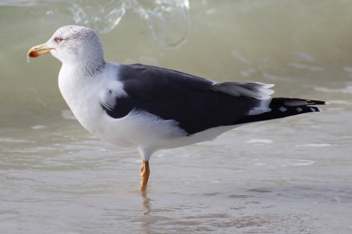 Lesser Black-backed Gull - Anonymous