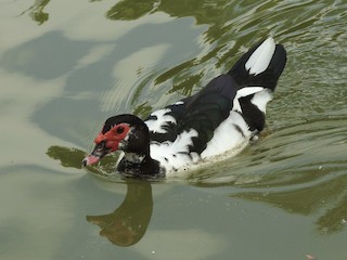 Muscovy Duck (Domestic type), ML81375661