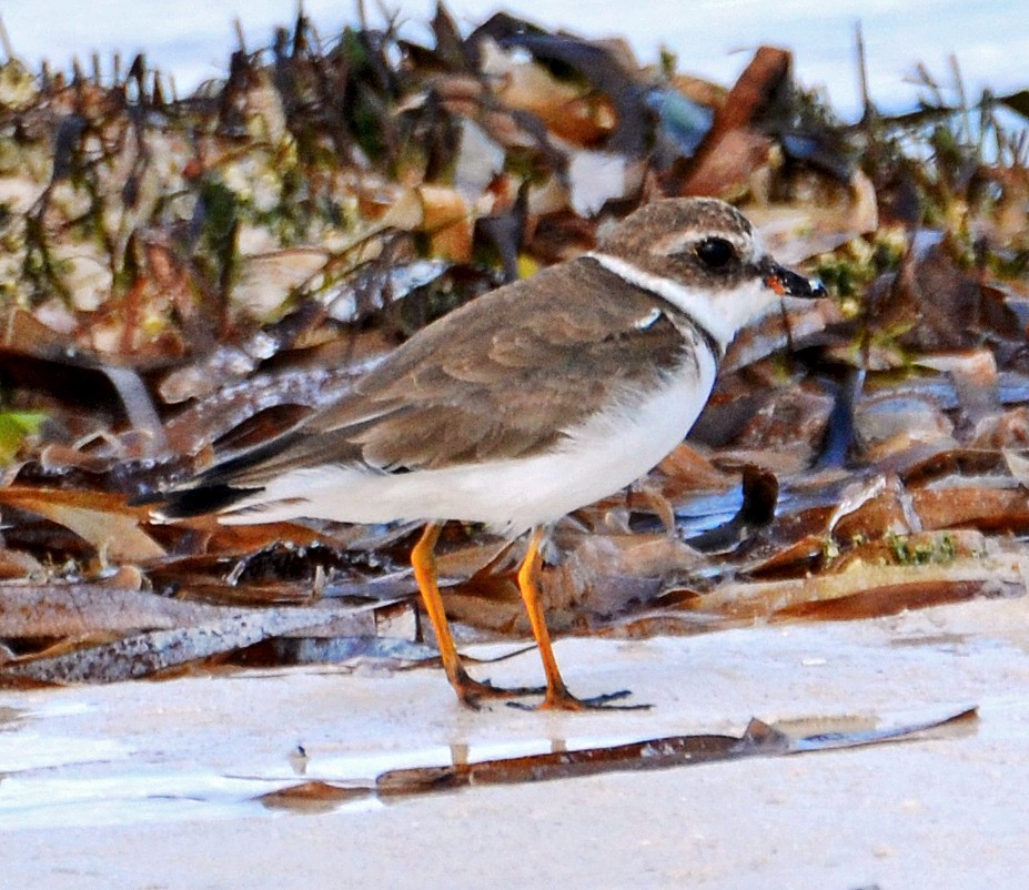 Semipalmated Plover - ML81376041