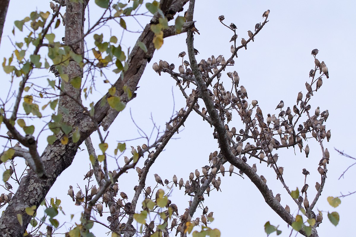Chestnut-tailed Starling - Ayuwat Jearwattanakanok