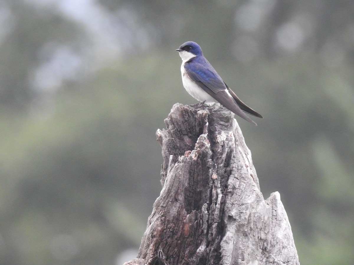 Chilean Swallow - JESSICA ARRIGORRIA
