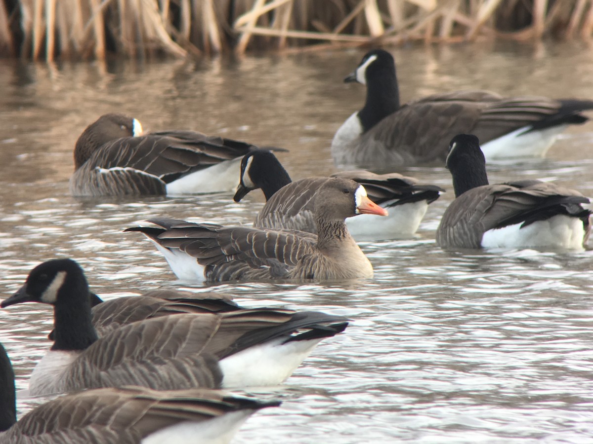 Greater White-fronted Goose - ML81381071
