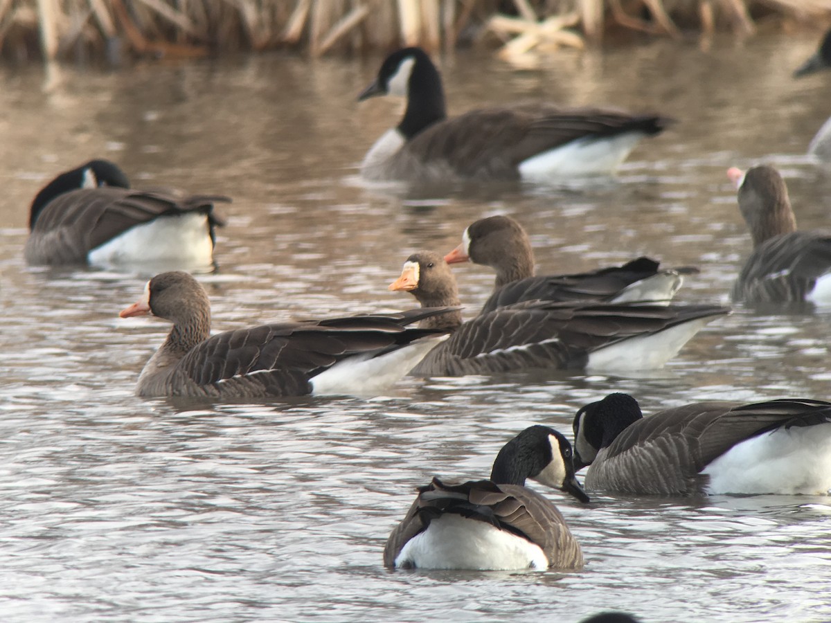 Greater White-fronted Goose - ML81381081