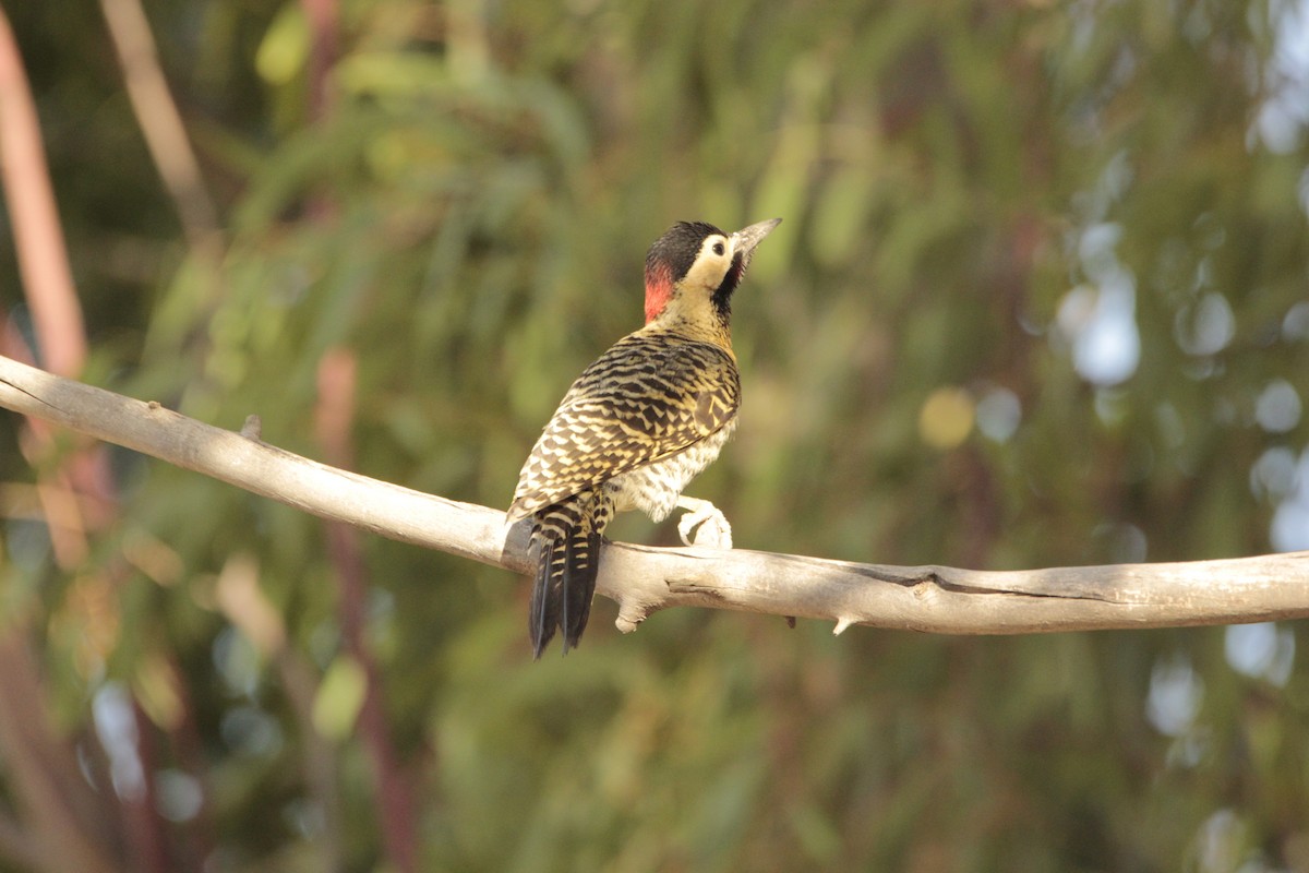 Green-barred Woodpecker - JESSICA ARRIGORRIA