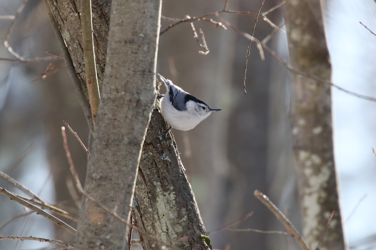 White-breasted Nuthatch - Andy Sanford