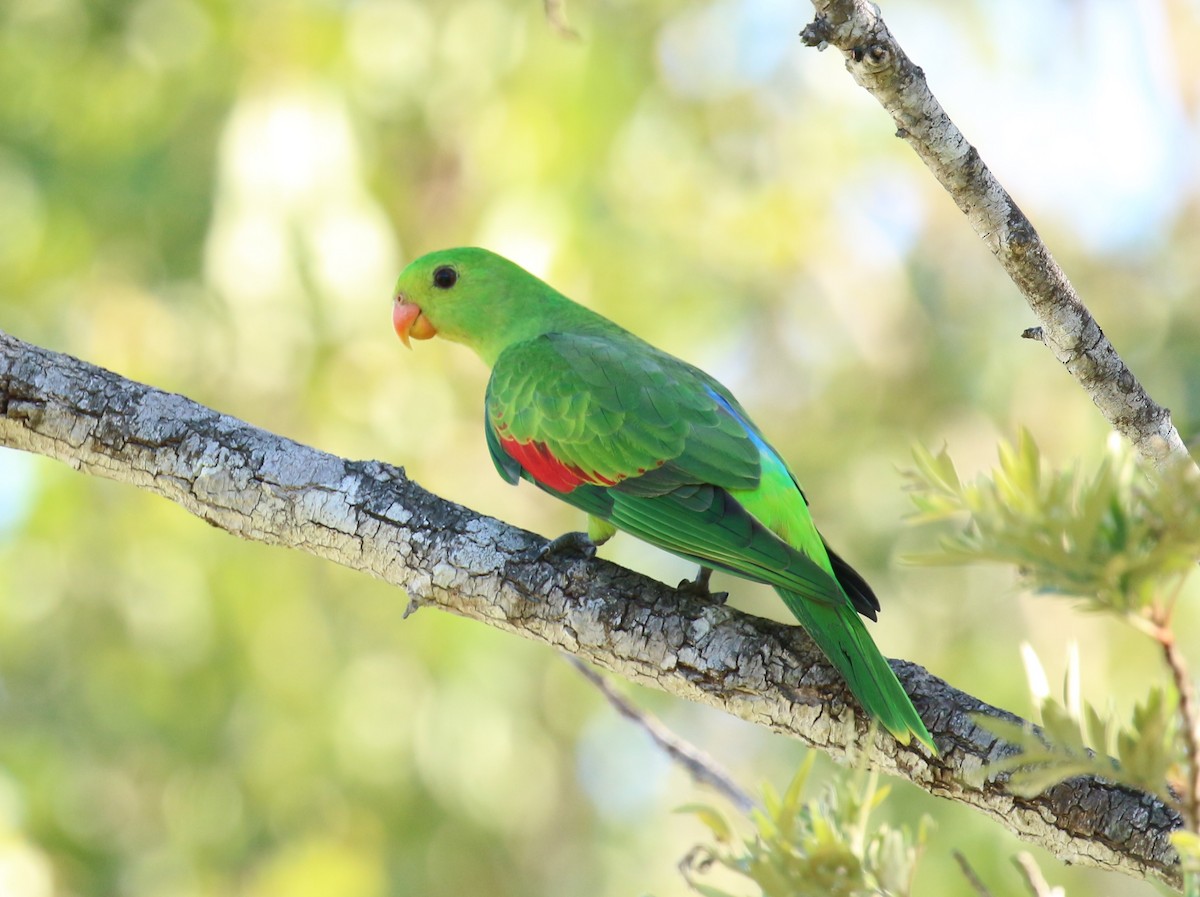 Red-winged Parrot - Jon Pleizier