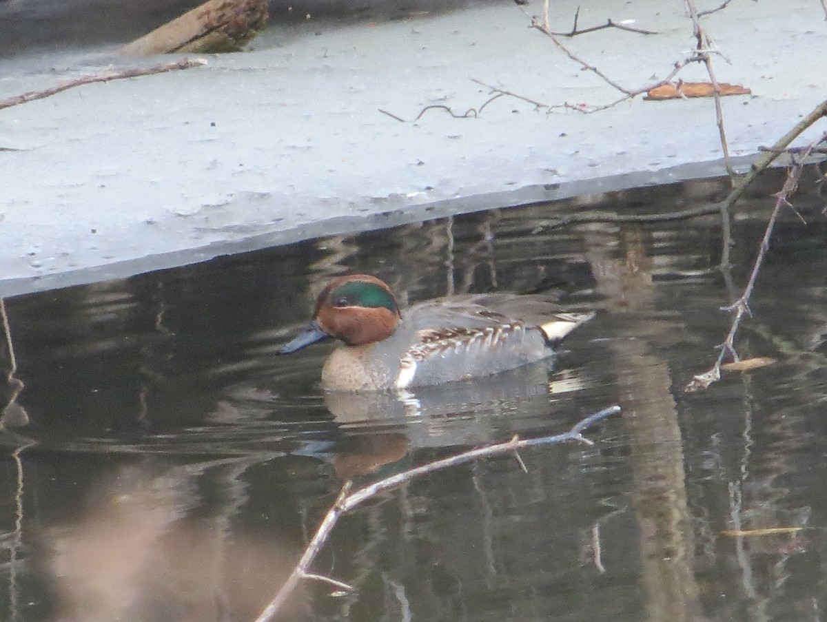 Green-winged Teal - ML81384101