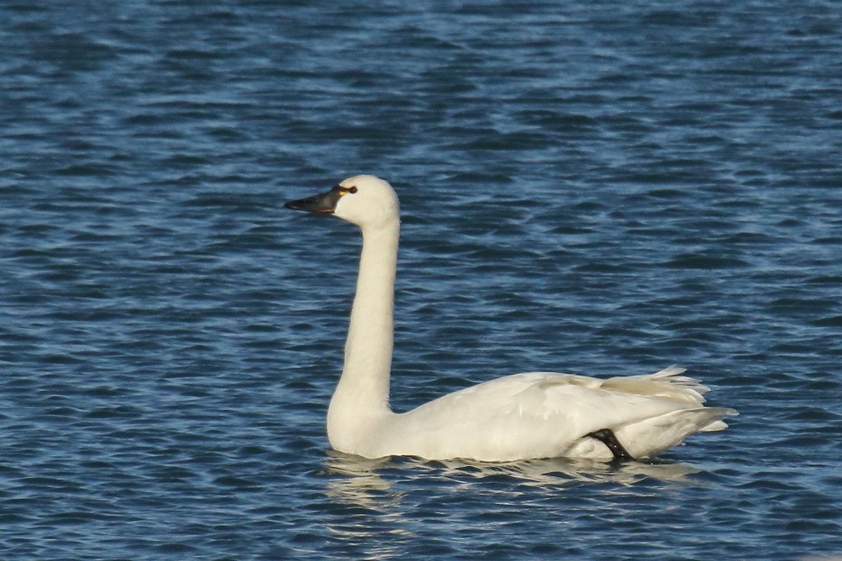 Tundra Swan (Whistling) - ML81384281