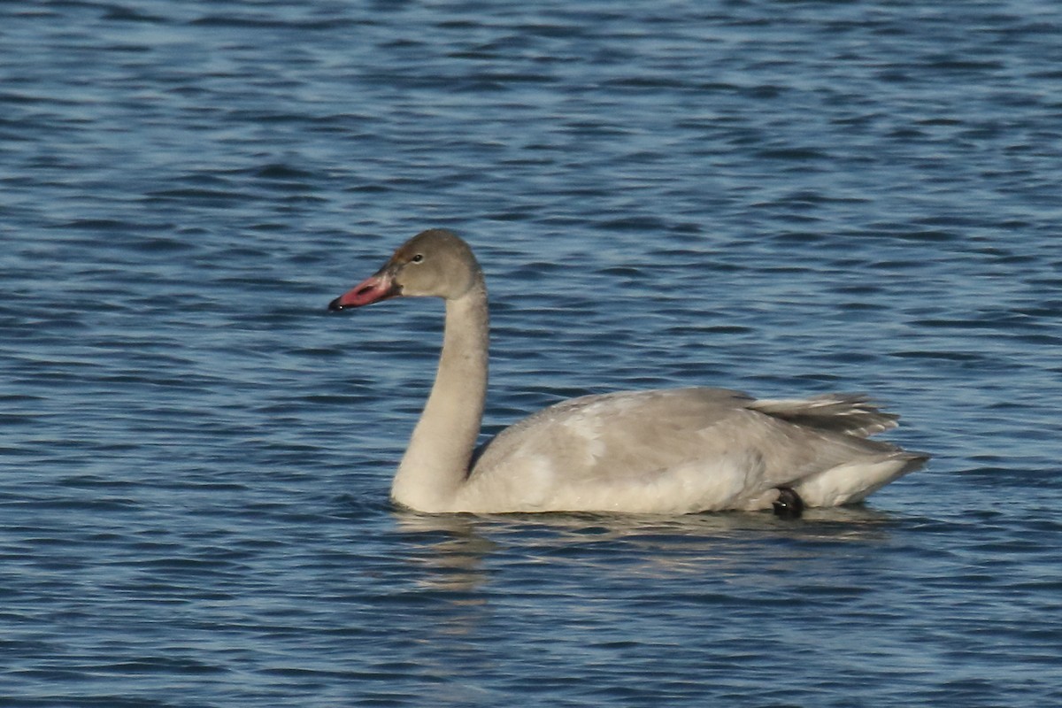Tundra Swan (Whistling) - ML81384301