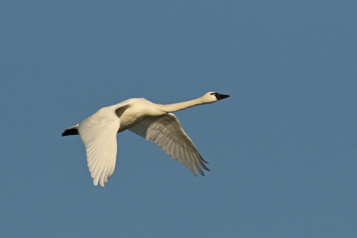 Tundra Swan (Whistling) - ML81384311