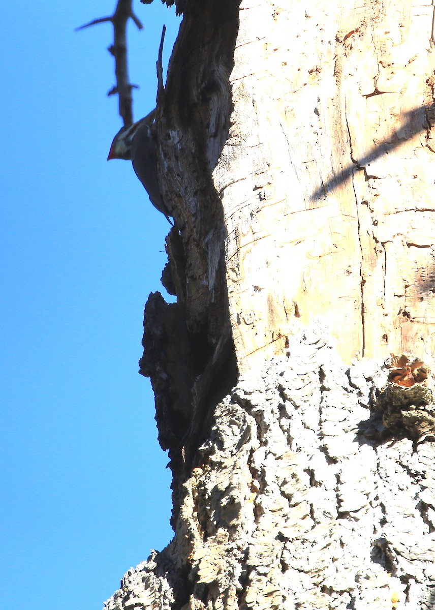 Pileated Woodpecker - ML81385001