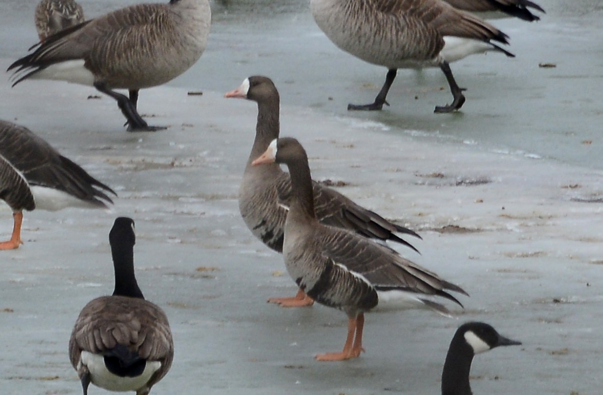 Greater White-fronted Goose - ML81385161