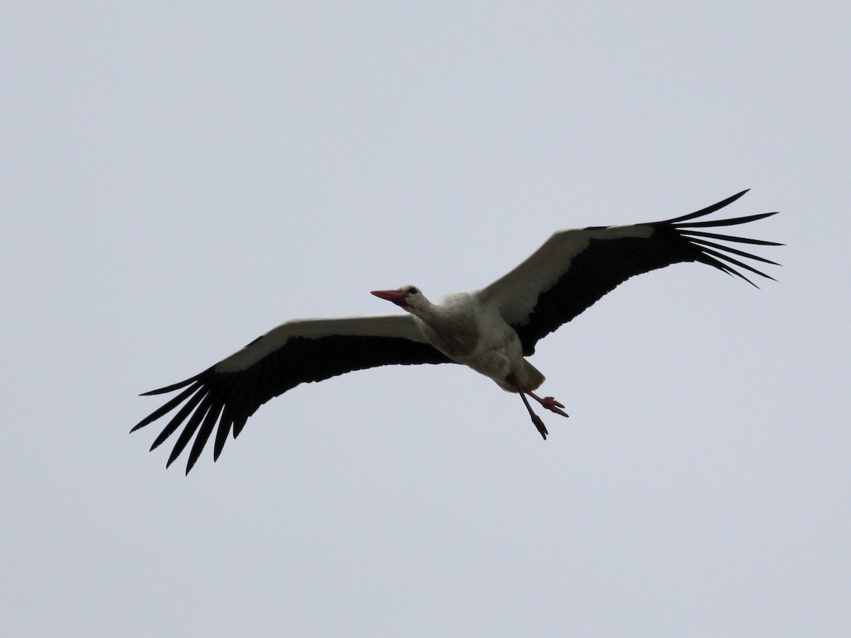 White Stork - ML81385431