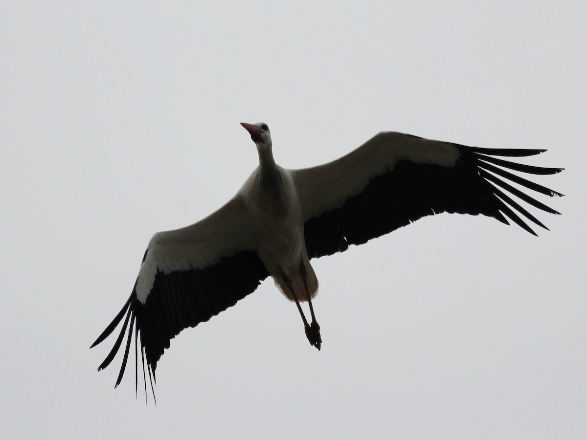 White Stork - ML81385661