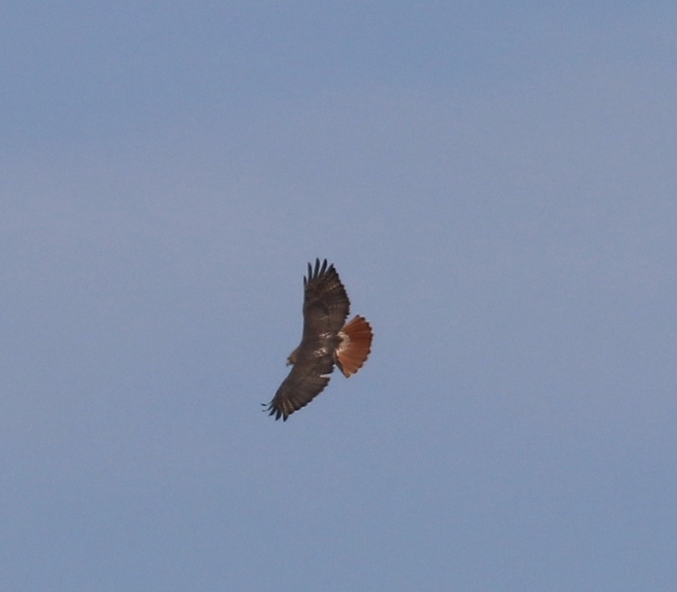 Red-tailed Hawk - ML81386441