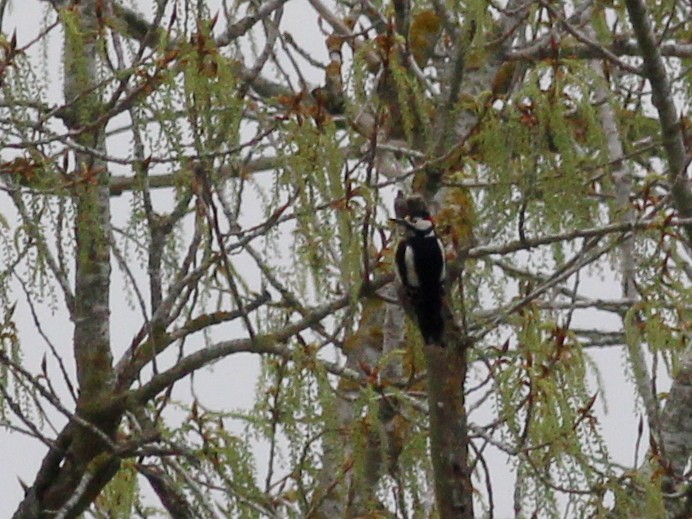 Great Spotted Woodpecker - ML81387141