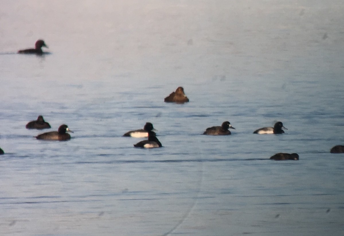 Tufted Duck x scaup sp. (hybrid) - Mike McBrien