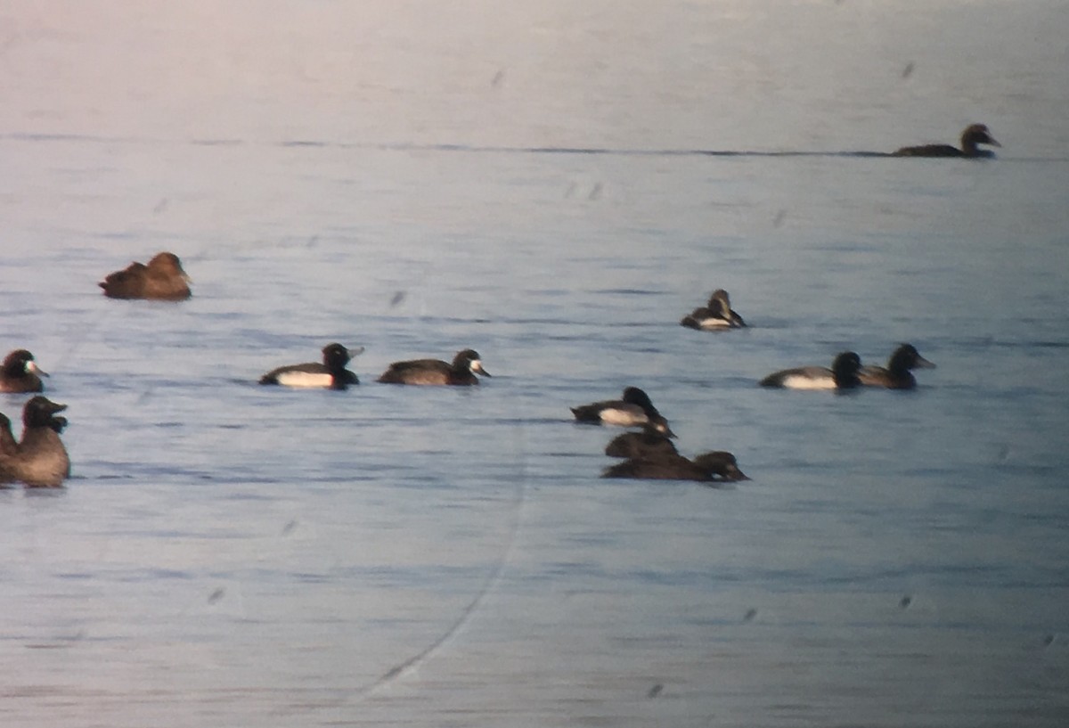 Tufted Duck x scaup sp. (hybrid) - Mike McBrien