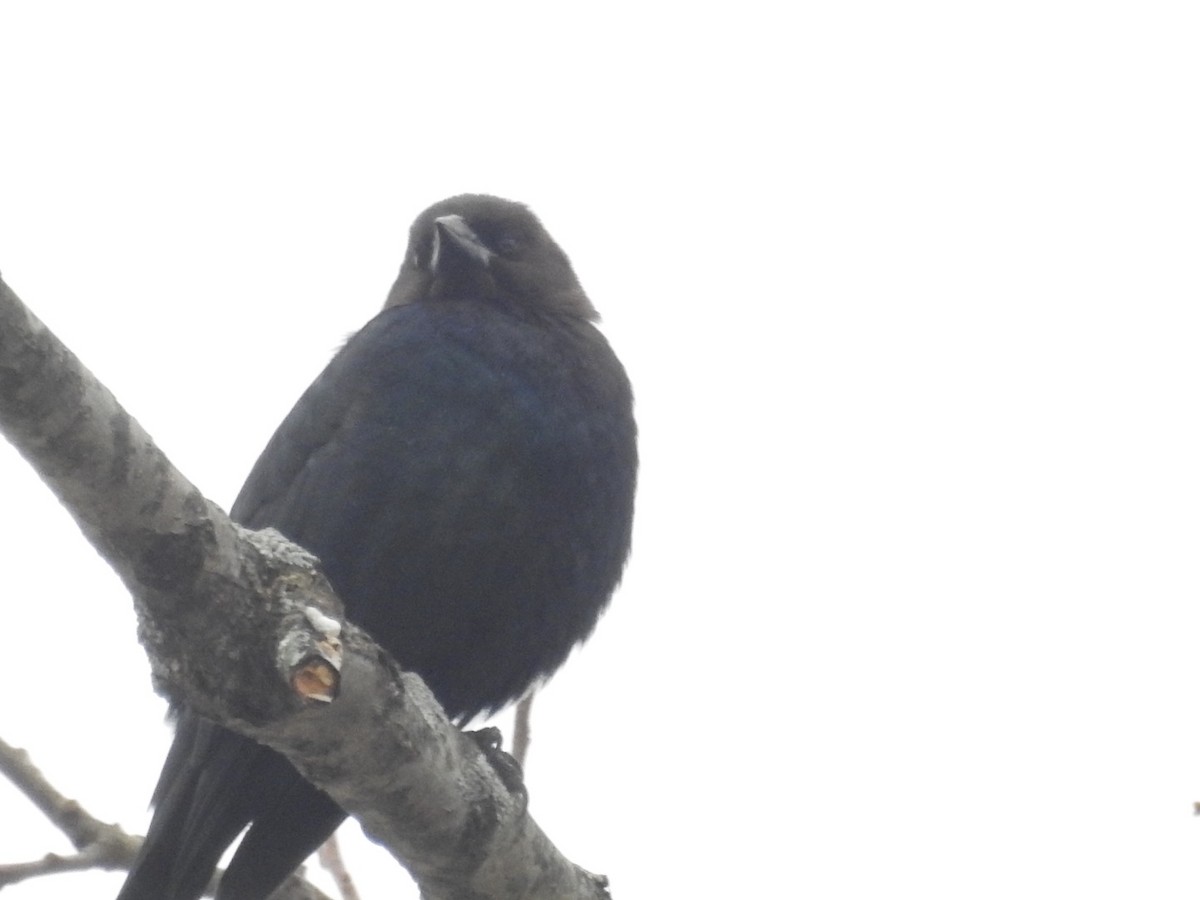Brown-headed Cowbird - Jack Coulter