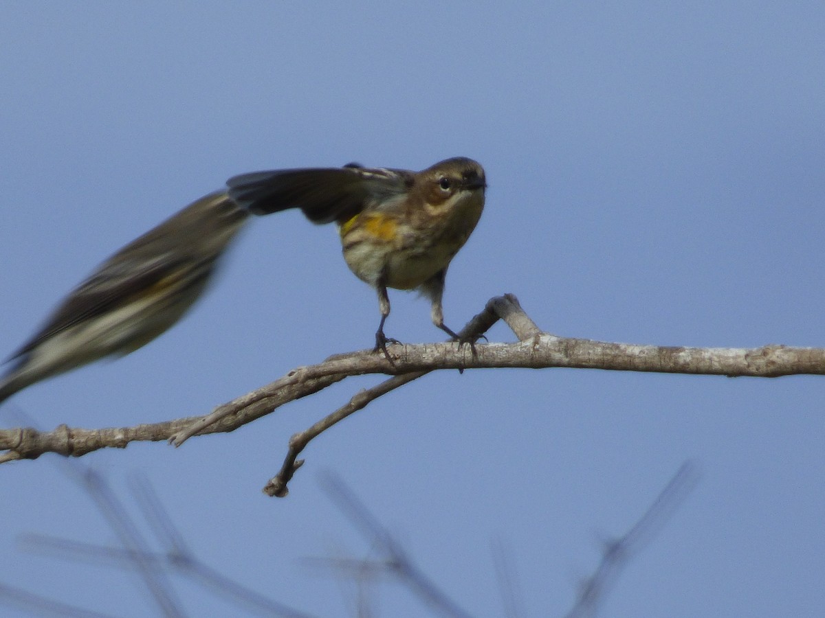 Yellow-rumped Warbler - Tarra Lindo