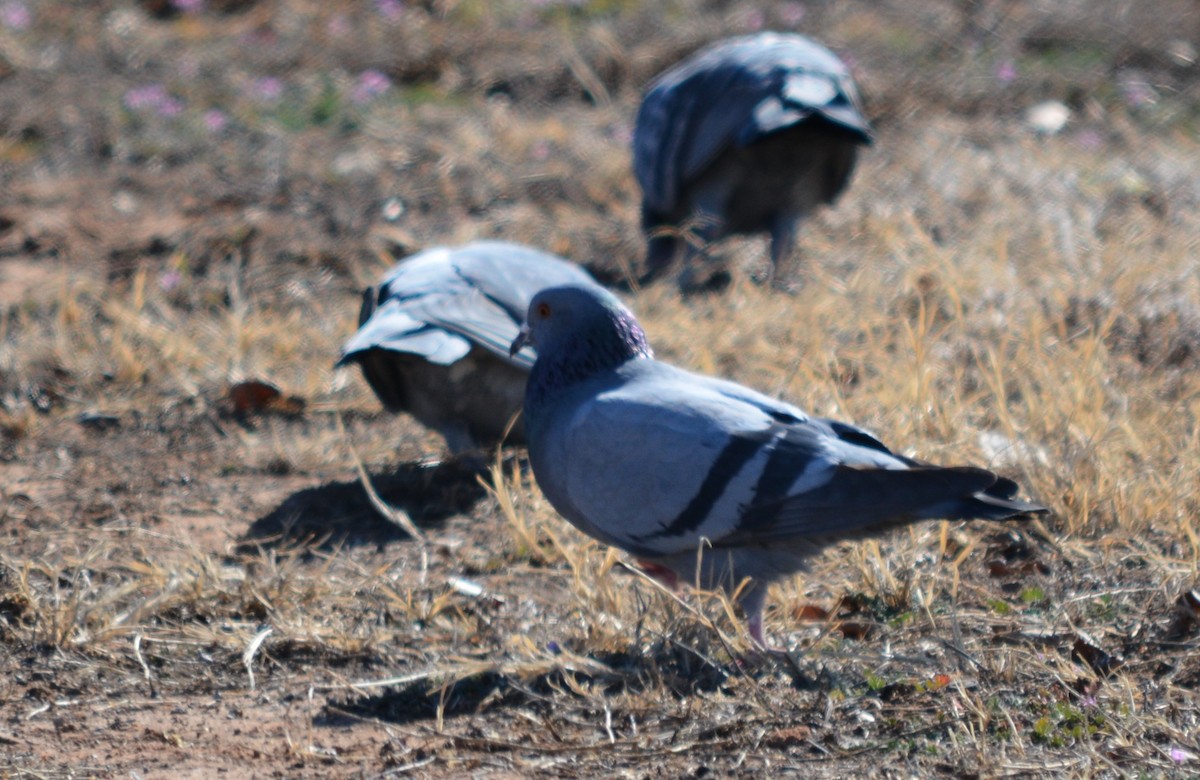 Rock Pigeon (Feral Pigeon) - Greg Palko