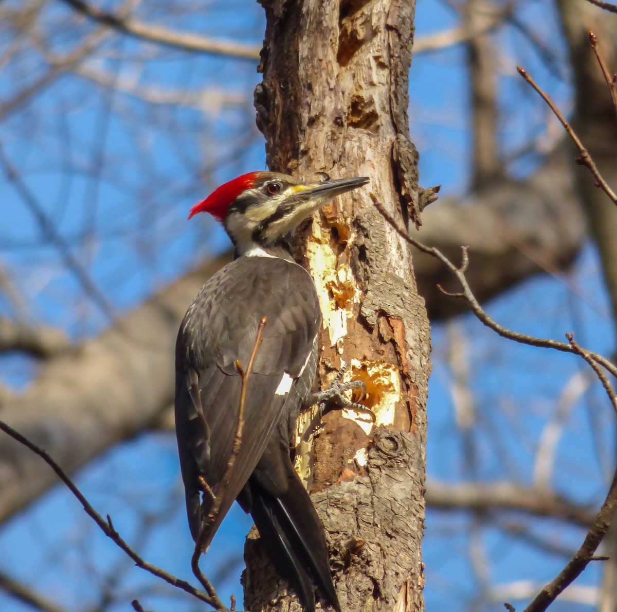 Pileated Woodpecker - ML81400061