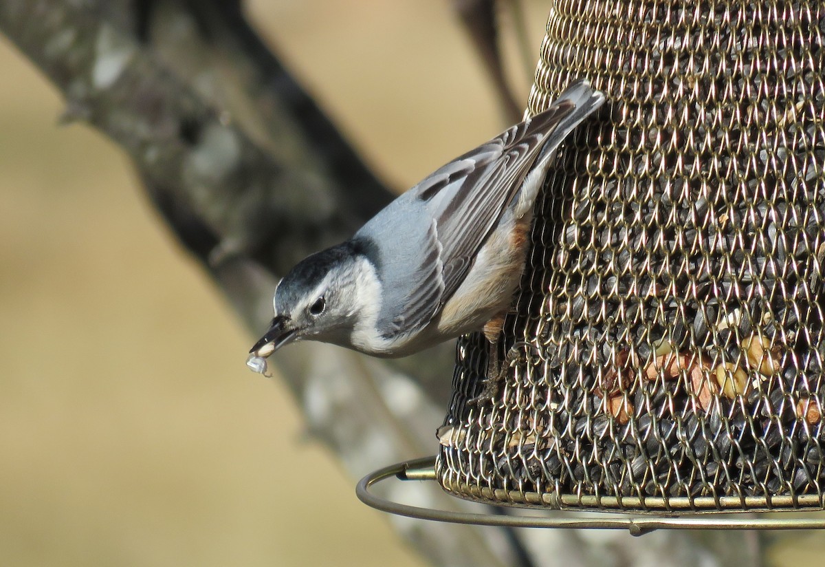 White-breasted Nuthatch - ML81401121