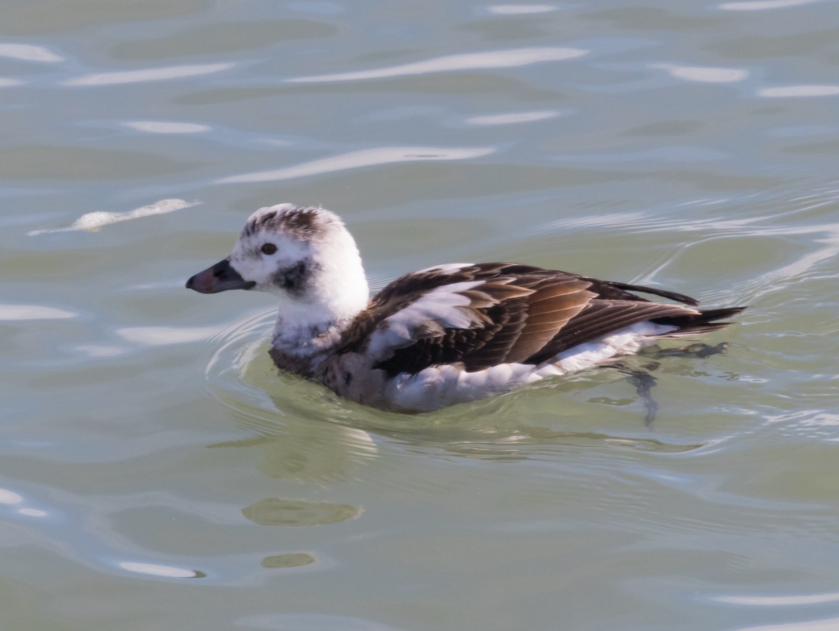 Long-tailed Duck - Peter Quadarella