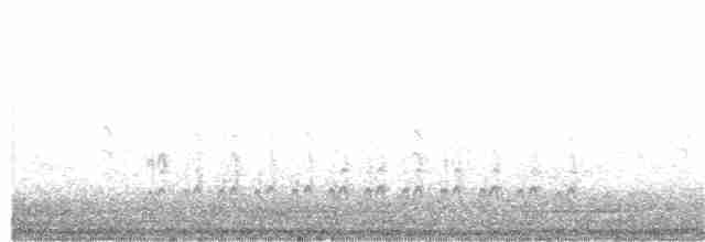 Sittelle à poitrine blanche (groupe lagunae) - ML81401641