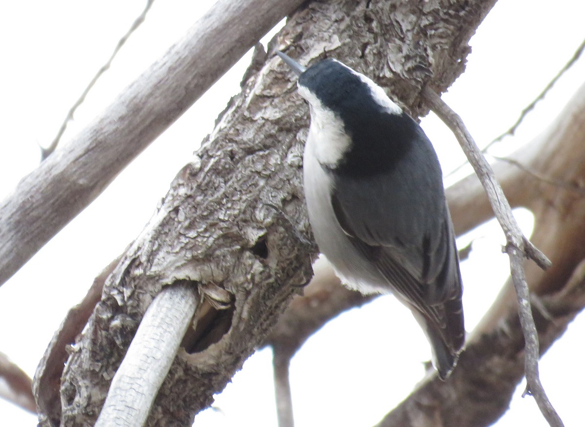 White-breasted Nuthatch (Interior West) - ML81401661