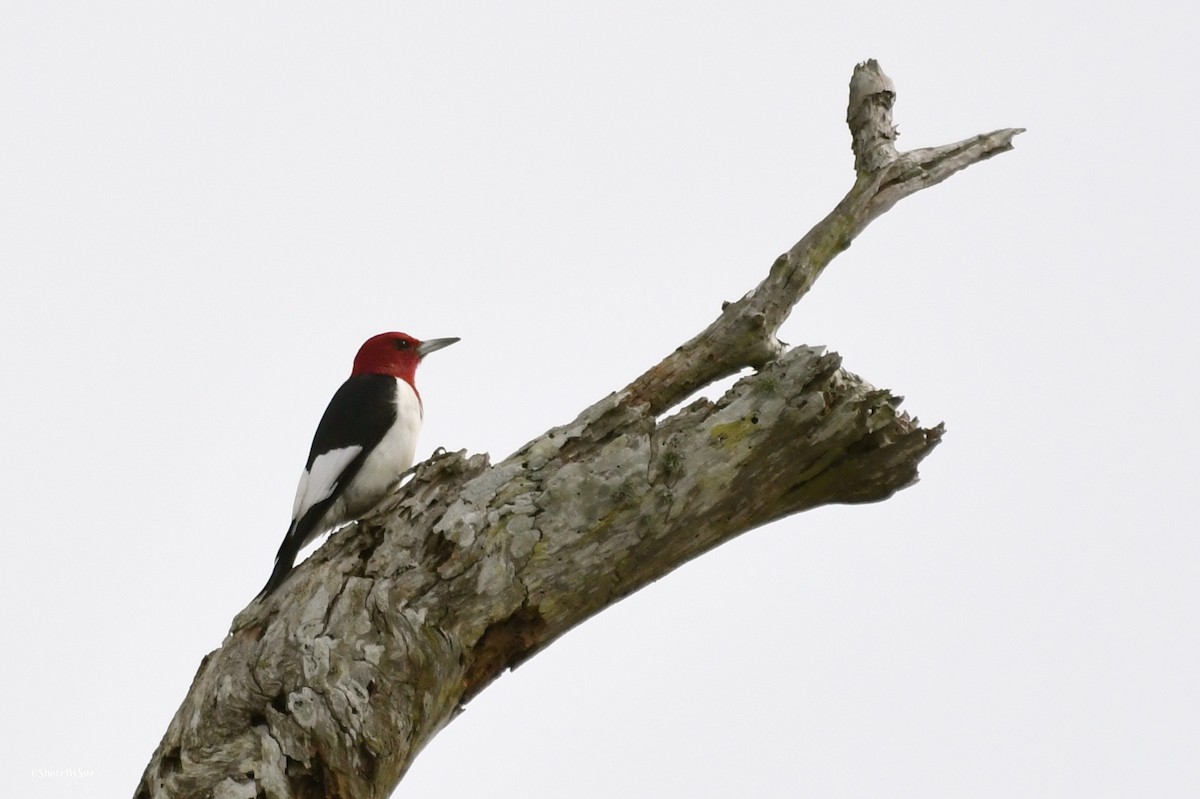 Red-headed Woodpecker - Suzanne Zuckerman