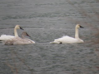 Trumpeter Swan, ML81406351