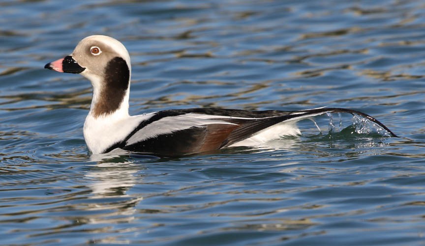 Long-tailed Duck - ML81408991