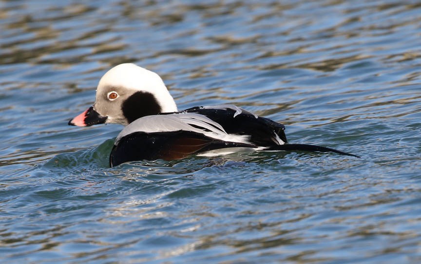 Long-tailed Duck - ML81409011