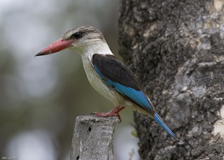  - Brown-hooded Kingfisher