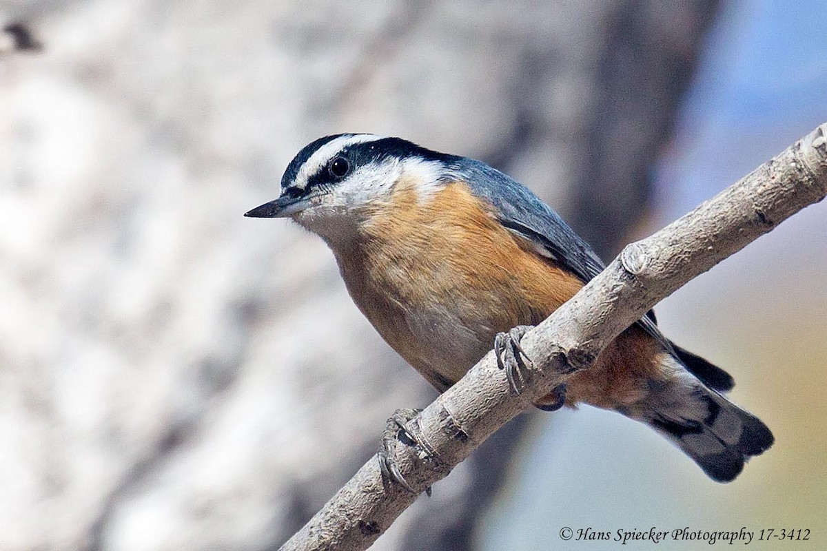 Red-breasted Nuthatch - Hans Spiecker