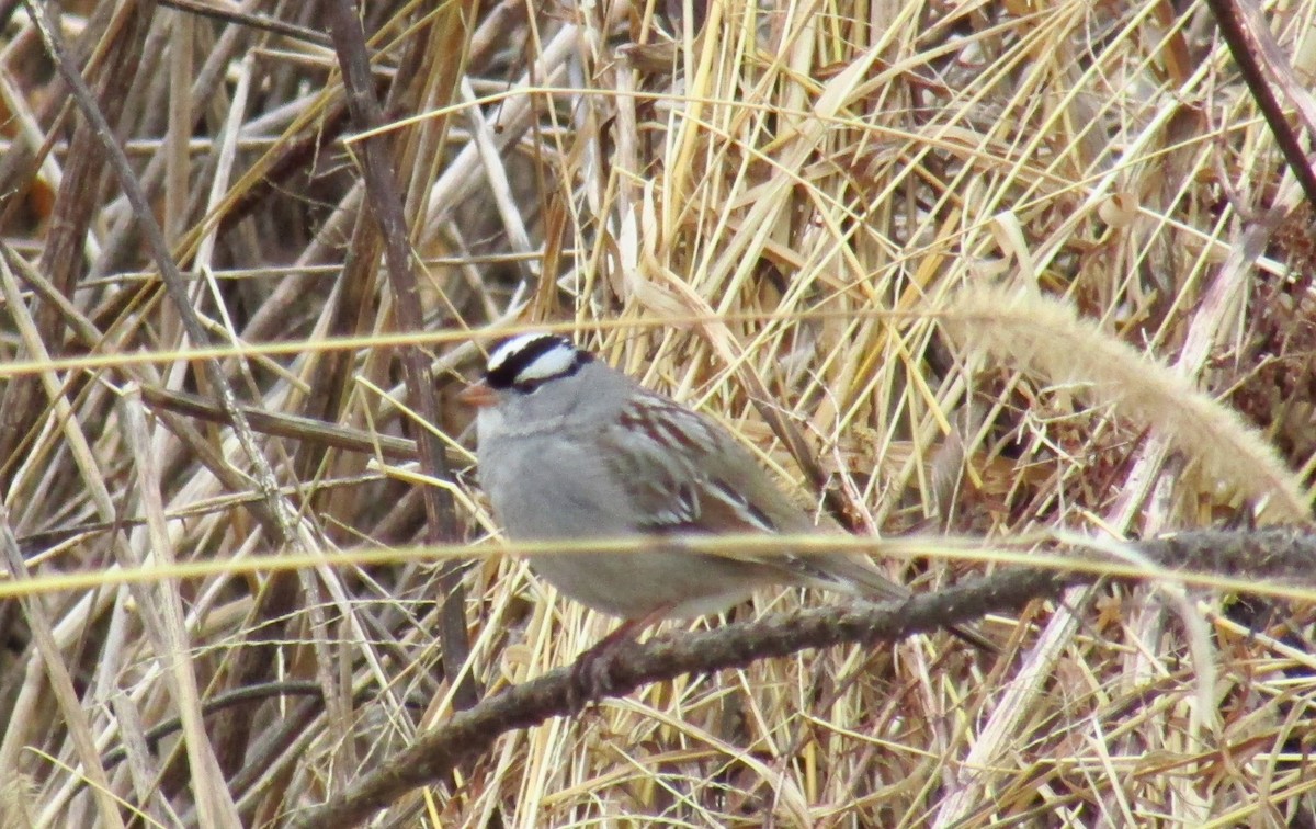 White-crowned Sparrow - ML81410731