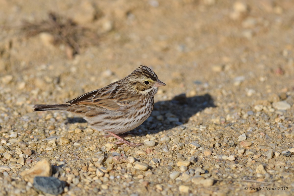 Savannah Sparrow - ML81417711